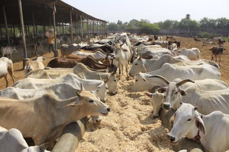 09_08_2024_14_10_28_How To Feed Gaumata
